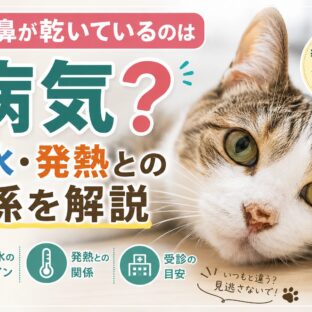 猫の鼻が乾いているのは病気？脱水・発熱との関係を獣医師監修で解説