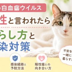 猫の白血病ウイルス陽性と言われたら｜暮らし方と感染対策の完全ガイド