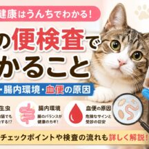 猫の便検査でわかること｜寄生虫・腸内環境・血便の原因を徹底解説