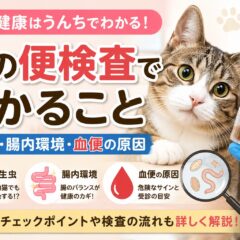 猫の便検査でわかること｜寄生虫・腸内環境・血便の原因を徹底解説