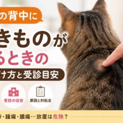 猫の背中にできものがあるときの見分け方と受診目安｜動物福祉の視点から徹底解説