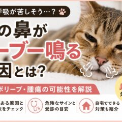 猫の鼻がブーブー鳴る原因｜鼻炎・ポリープ・腫瘍の可能性と対処法を徹底解説