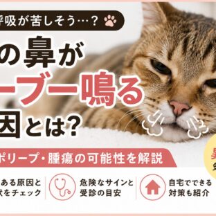 猫の鼻がブーブー鳴る原因｜鼻炎・ポリープ・腫瘍の可能性と対処法を徹底解説