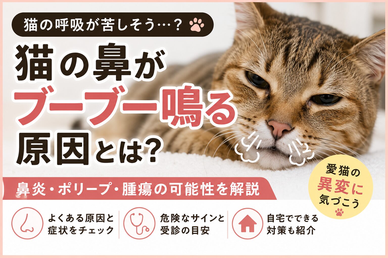 猫の鼻がブーブー鳴る原因