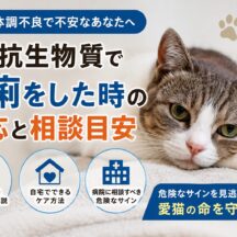 猫の抗生物質で下痢をした時の対応と相談目安｜獣医師監修の完全ガイド
