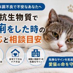 猫の抗生物質で下痢をした時の対応と相談目安｜獣医師監修の完全ガイド