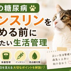 猫の糖尿病でインスリンを始める前に知りたい生活管理の完全ガイド