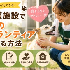 保護施設（シェルター）で犬のボランティアをする方法｜完全ガイド2026年版