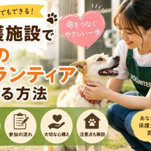 保護施設（シェルター）で犬のボランティアをする方法｜完全ガイド2026年版