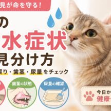 猫の脱水症状の見分け方｜皮膚の戻り・歯茎・尿量をチェックして早期発見を