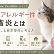 猫のアレルギー性皮膚炎とは｜原因探しと長期管理の考え方