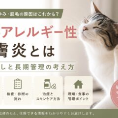 猫のアレルギー性皮膚炎とは｜原因探しと長期管理の考え方