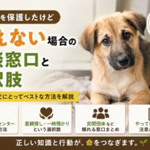 野良犬を保護したが飼えない場合の相談窓口と選択肢【完全ガイド】
