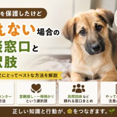 野良犬を保護したが飼えない場合の相談窓口と選択肢【完全ガイド】
