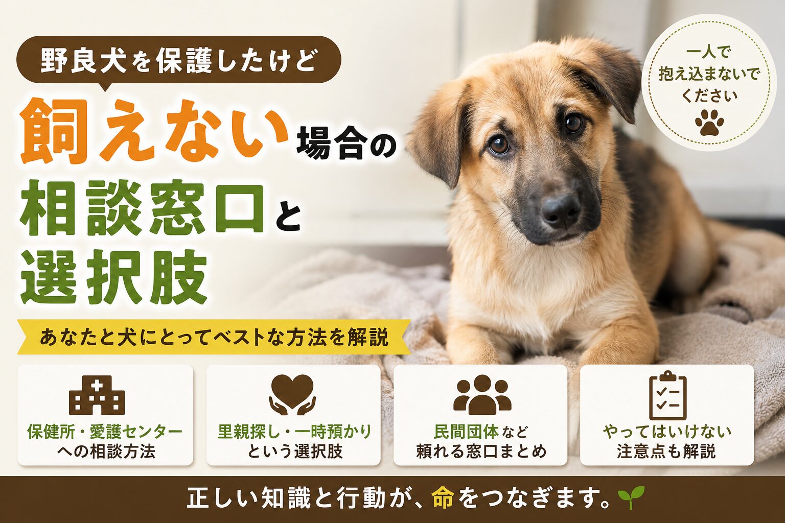 野良犬を保護したが飼えない場合の相談窓口と選択肢
