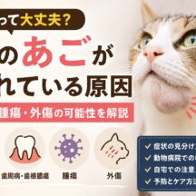 猫のあごが腫れている原因｜膿瘍・腫瘍・外傷の可能性と対処法を徹底解説