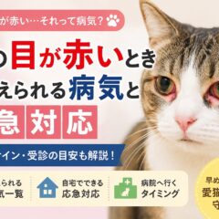 猫の目が赤いときに考えられる病気と応急対応｜獣医師監修・動物福祉の視点から徹底解説