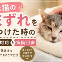 老猫の床ずれを見つけた時の初期対応と病院に行く目安｜動物福祉の視点から解説