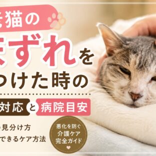 老猫の床ずれを見つけた時の初期対応と病院に行く目安｜動物福祉の視点から解説