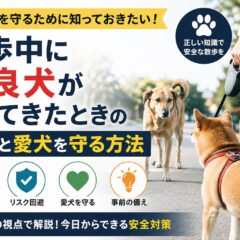 散歩中に野良犬が寄ってきたときの対応と愛犬を守る方法｜専門家が解説する安全行動マニュアル