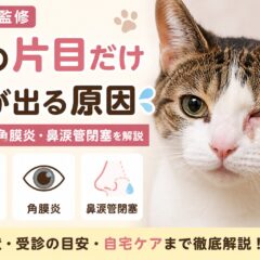 猫の片目だけ涙が出る原因｜結膜炎・角膜炎・鼻涙管閉塞を徹底解説