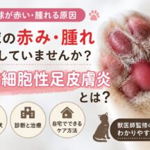 猫の肉球が赤い・腫れる原因｜形質細胞性足皮膚炎とは【獣医師監修レベルの解説】