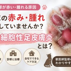 猫の肉球が赤い・腫れる原因｜形質細胞性足皮膚炎とは【獣医師監修レベルの解説】