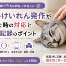 猫のけいれん発作が起きた時の対応と動画記録のポイント｜獣医師監修・完全ガイド