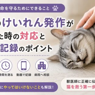 猫のけいれん発作が起きた時の対応と動画記録のポイント｜獣医師監修・完全ガイド