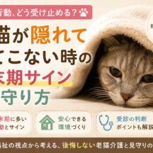 老猫が隠れて出てこない時の終末期サインと正しい見守り方｜動物福祉の視点から