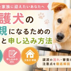 保護犬の里親になるための条件と申し込み方法【完全ガイド】