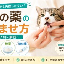 猫の薬の飲ませ方完全ガイド｜錠剤・粉薬・液体薬をタイプ別に解説
