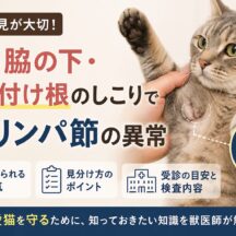 猫の脇の下・足の付け根にしこり｜リンパ節の異常を疑うべき症状と対処法