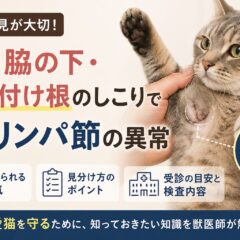 猫の脇の下・足の付け根にしこり｜リンパ節の異常を疑うべき症状と対処法