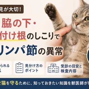 猫の脇の下・足の付け根にしこり｜リンパ節の異常を疑うべき症状と対処法
