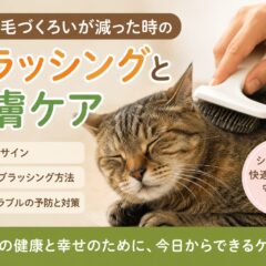 老猫の毛づくろいが減ったら要注意！シニア猫のブラッシングと皮膚ケア完全ガイド