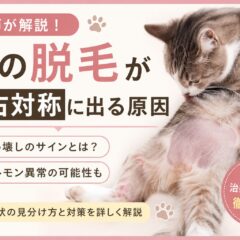 猫の脱毛が左右対称に出る原因｜舐め壊し・ホルモン異常を徹底解説