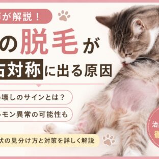 猫の脱毛が左右対称に出る原因｜舐め壊し・ホルモン異常を徹底解説