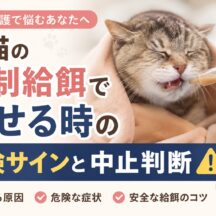 老猫の強制給餌でむせる時の危険サインと中止判断｜獣医師も教えてくれない現実と対応策