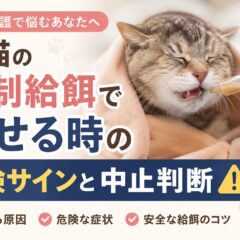 老猫の強制給餌でむせる時の危険サインと中止判断｜獣医師も教えてくれない現実と対応策