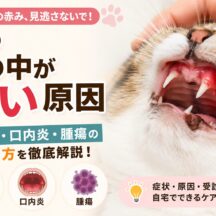 猫の口の中が赤い原因｜歯肉炎・口内炎・腫瘍の見分け方と対処法を獣医師監修レベルで解説