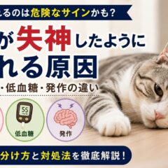 猫が失神したように倒れる原因｜心臓病・低血糖・発作の違いと緊急対応ガイド