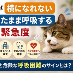 猫が横になれない・伏せたまま呼吸する時の緊急度｜今すぐ確認すべきサインと対処法