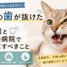 猫の歯が抜けた！原因と動物病院で確認すべきこと【獣医師監修レベルの解説】