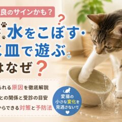 猫が水をこぼす・水皿で遊ぶのは体調不良のサイン？獣医師も注目する行動の真実