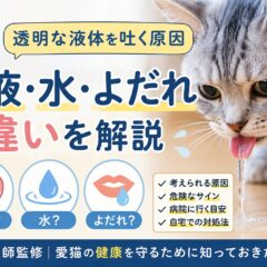猫が透明な液体を吐く原因｜胃液・水・よだれの違いと対処法を獣医師監修で解説