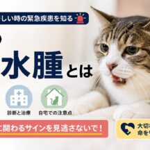 猫の肺水腫とは｜呼吸が苦しい時の緊急疾患を知る