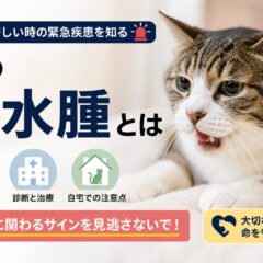猫の肺水腫とは｜呼吸が苦しい時の緊急疾患を知る
