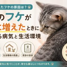猫のフケが急に増えたときに考える病気と生活環境｜原因・対処法を獣医師監修レベルで徹底解説
