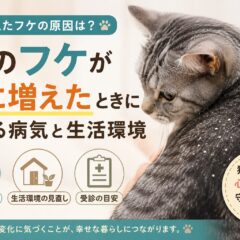 猫のフケが急に増えたときに考える病気と生活環境｜原因・対処法を獣医師監修レベルで徹底解説